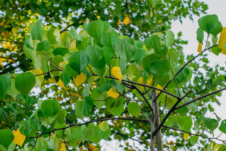 Eastern Redbud Tree