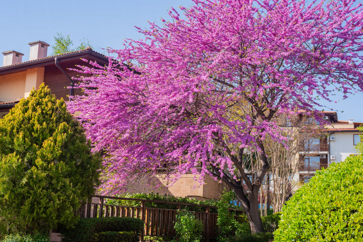 Eastern Redbud Tree