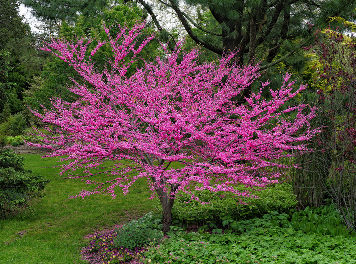 Eastern Redbud Tree