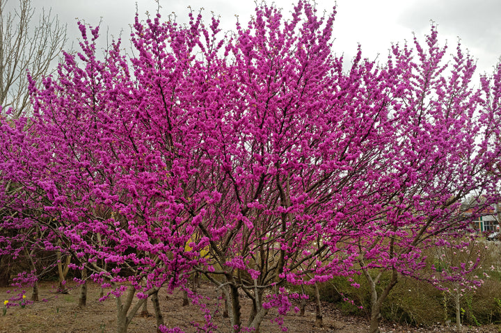 Eastern Redbud Tree