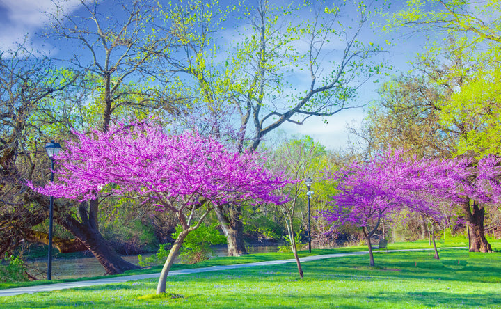 Eastern Redbud Tree