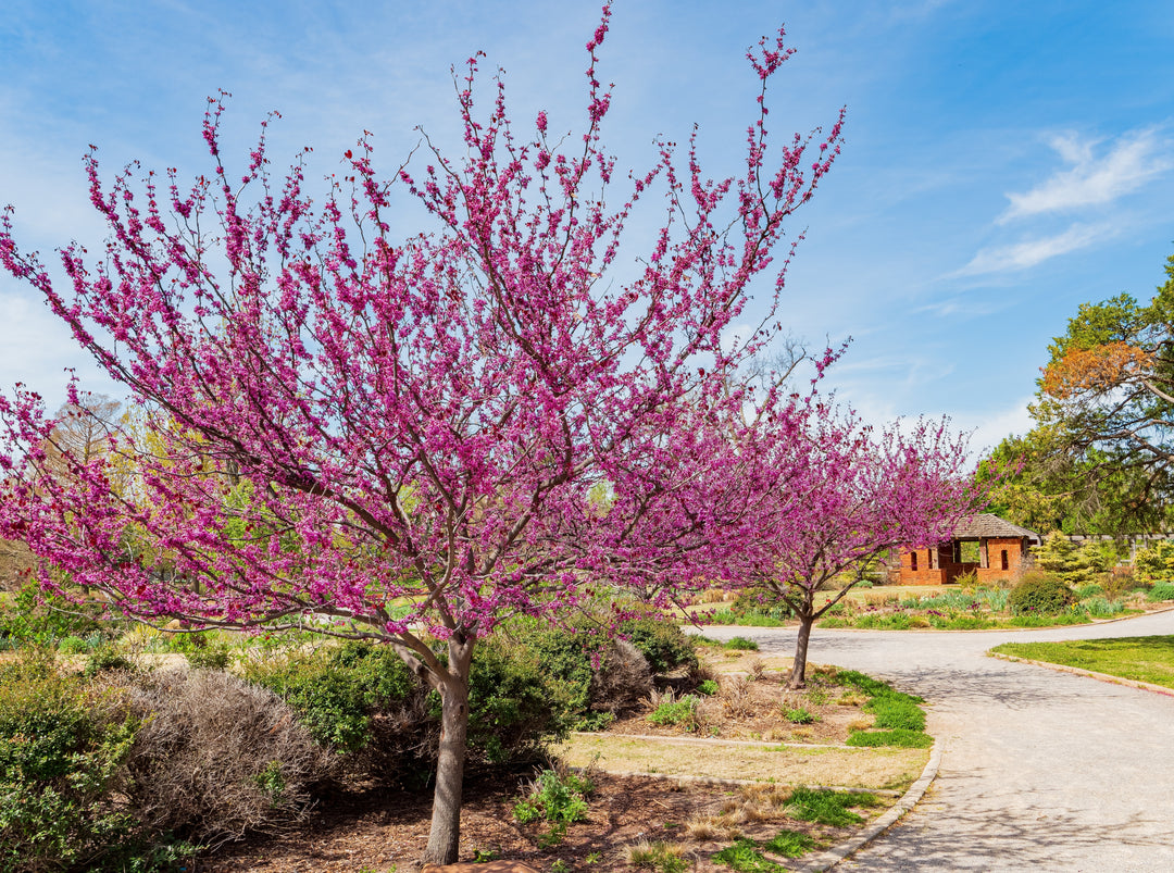 Eastern Redbud Tree