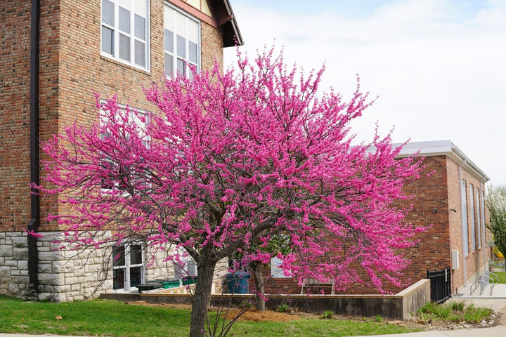 Eastern Redbud Tree