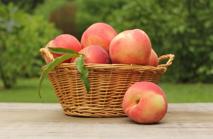 Elberta Peach Tree - 15 Gallon