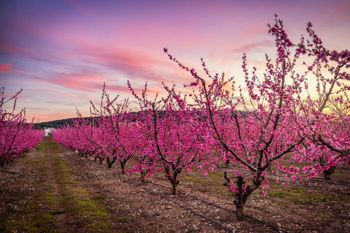 Babcock Peach Tree - 15 Gallon