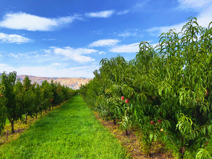 Elberta Peach Tree - 15 Gallon