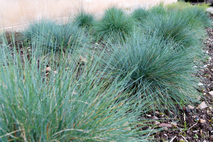 Elijah Blue Fescue
