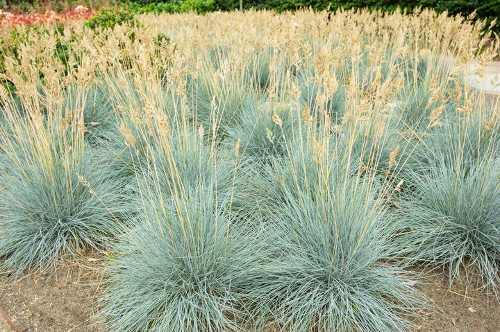 Elijah Blue Fescue