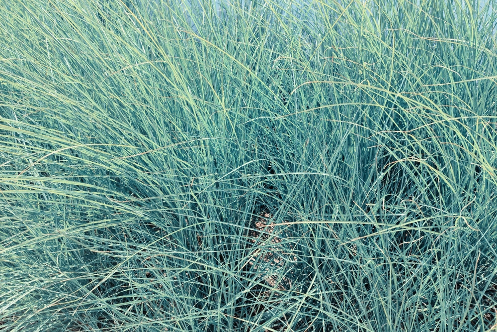 Elijah Blue Fescue