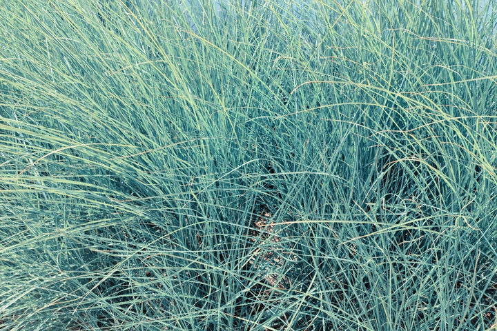 Elijah Blue Fescue