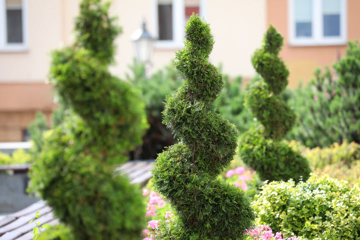 Emerald Green Spiral Thuja