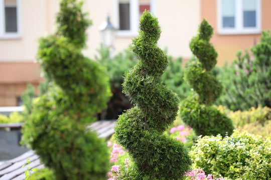 Emerald Green Spiral Thuja topiary tree in a nursery container
