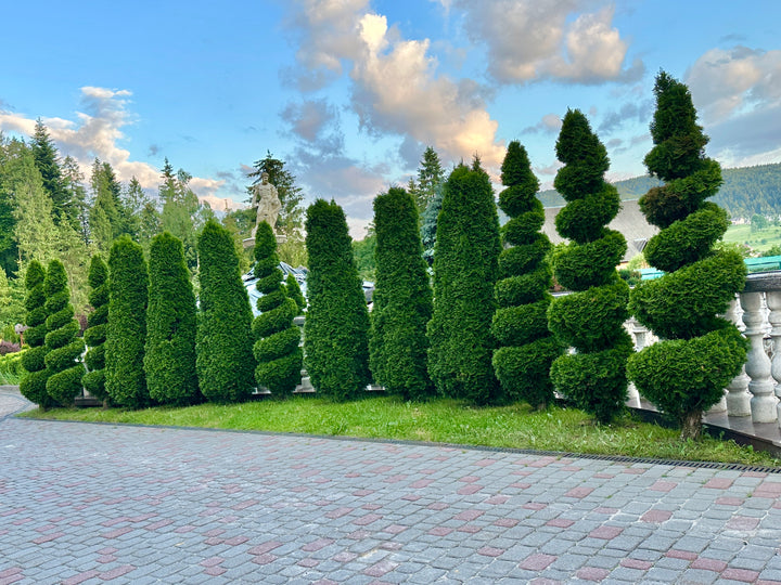Emerald Green Spiral Thuja