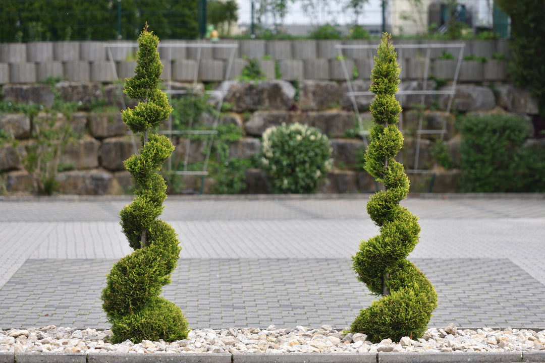 Emerald Green Spiral Thuja