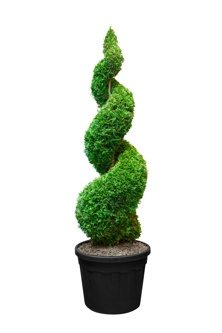 Emerald Green Spiral Thuja