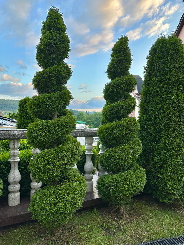 Emerald Green Spiral Thuja