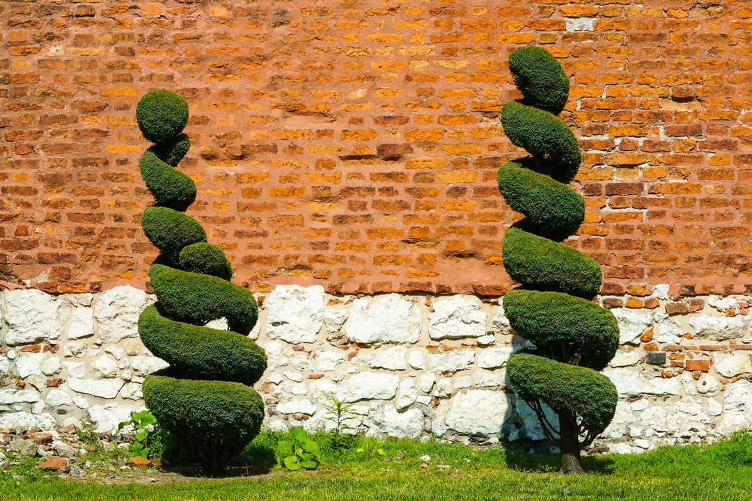 Emerald Green Spiral Thuja