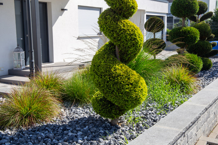 Emerald Green Spiral Thuja