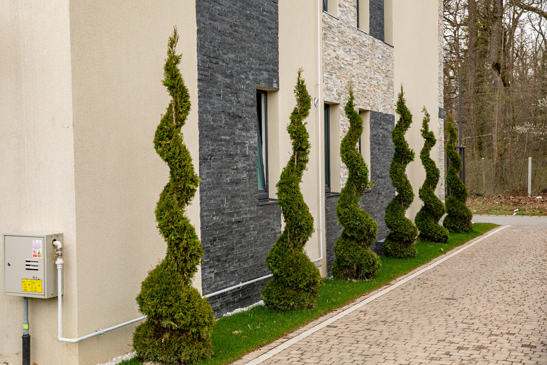 Emerald Green Spiral Thuja
