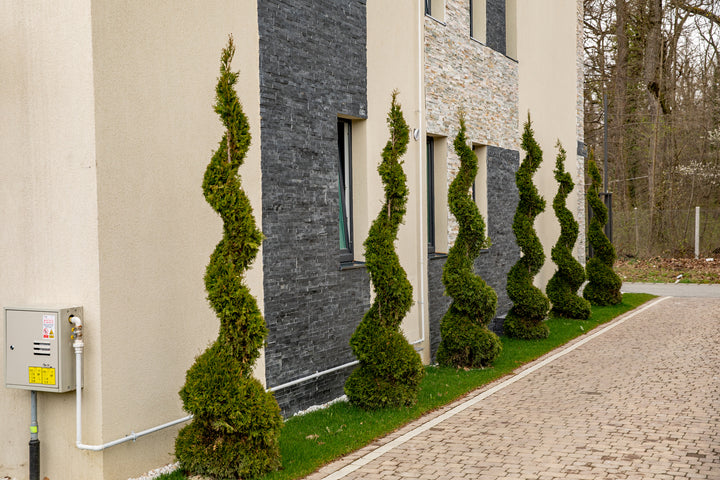 Emerald Green Spiral Thuja