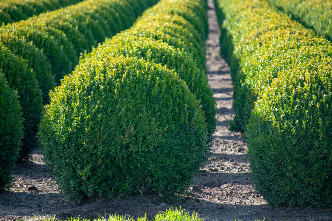 English Boxwood Globe