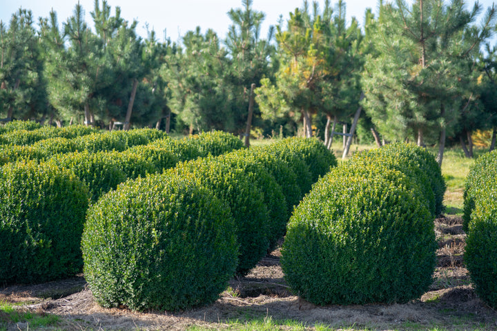 English Boxwood Globe
