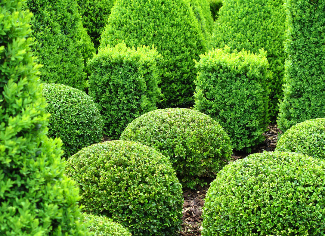 English Boxwood Globe