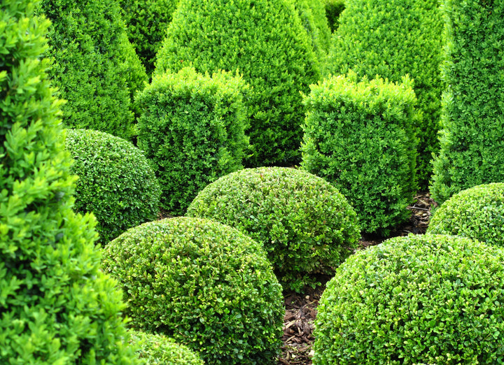 English Boxwood Globe