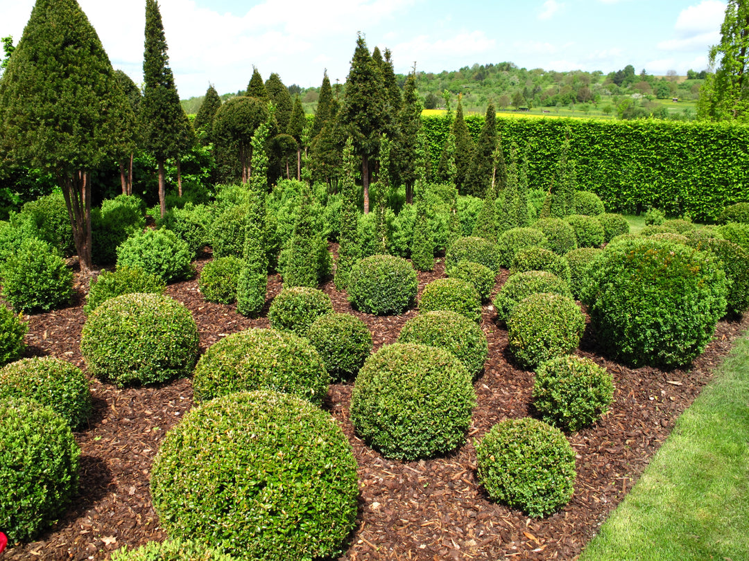 English Boxwood Globe