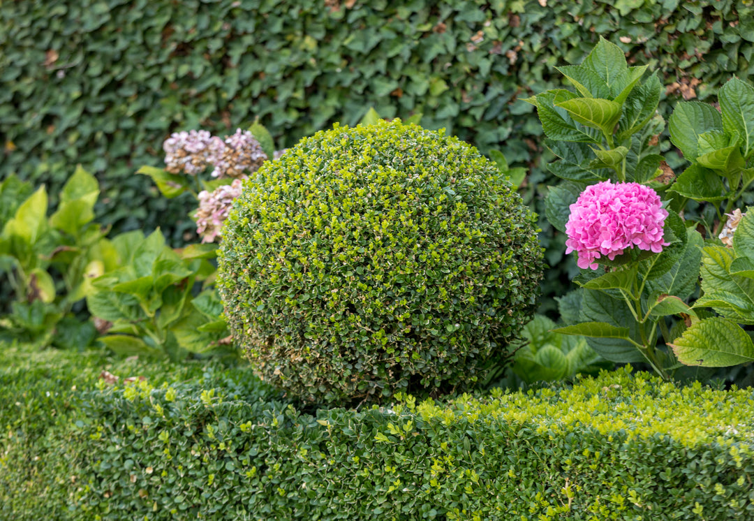 English Boxwood Globe
