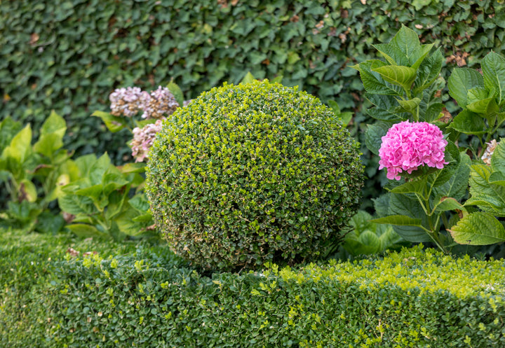 English Boxwood Globe