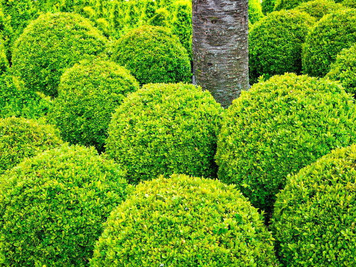 English Boxwood Globe