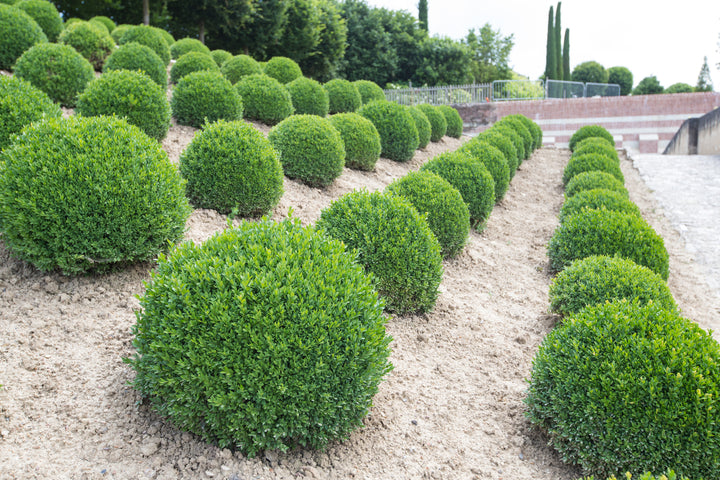 English Boxwood Globe