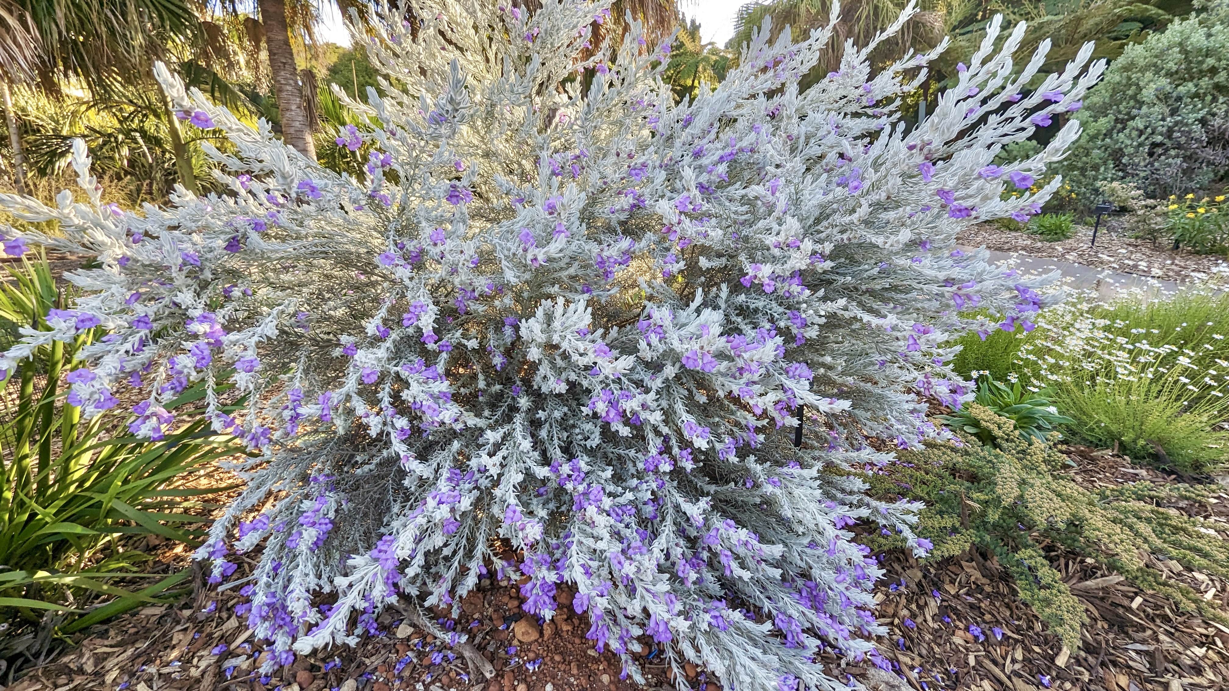 Eremophila Nivea Blue Velvet | Silver Foliage Shrub for Dry