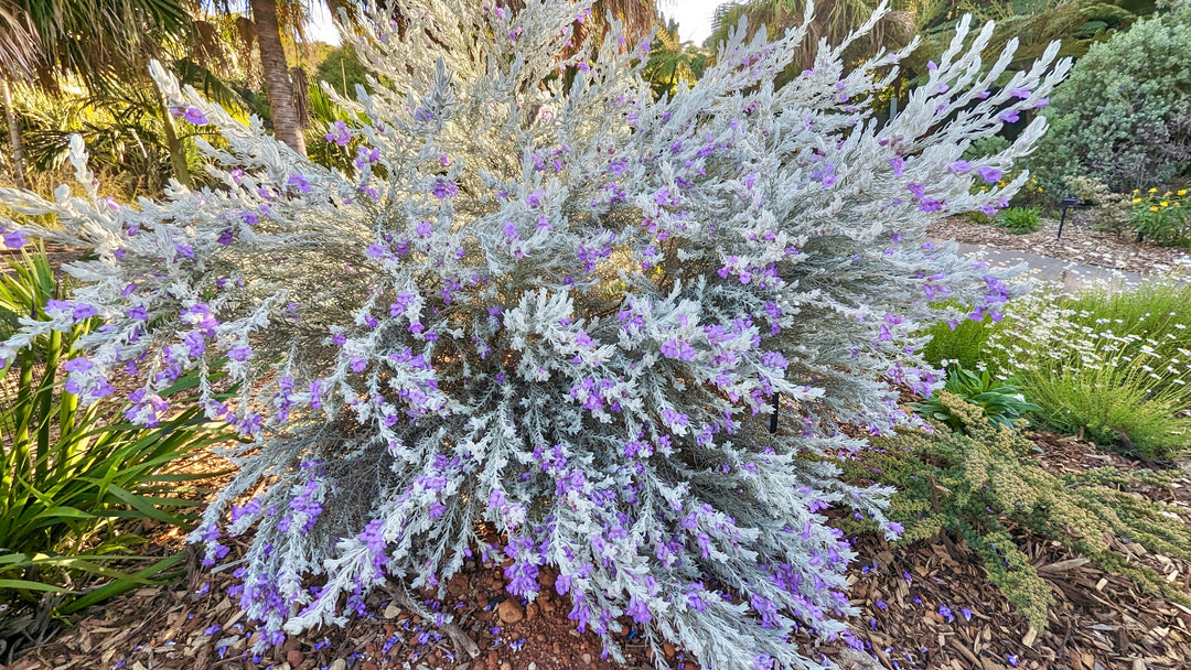 Eremophila Nivea Blue velvet - 5 Gallon