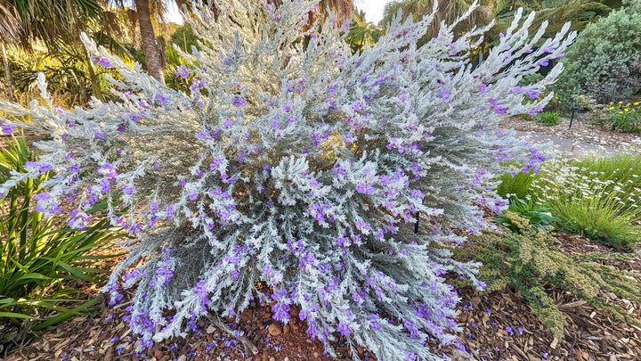 Eremophila Nivea Blue velvet - 5 Gallon