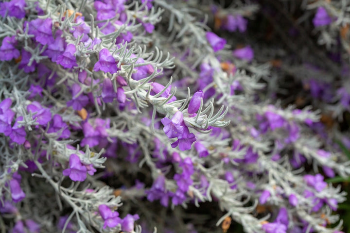 Eremophila Nivea Blue velvet - 5 Gallon