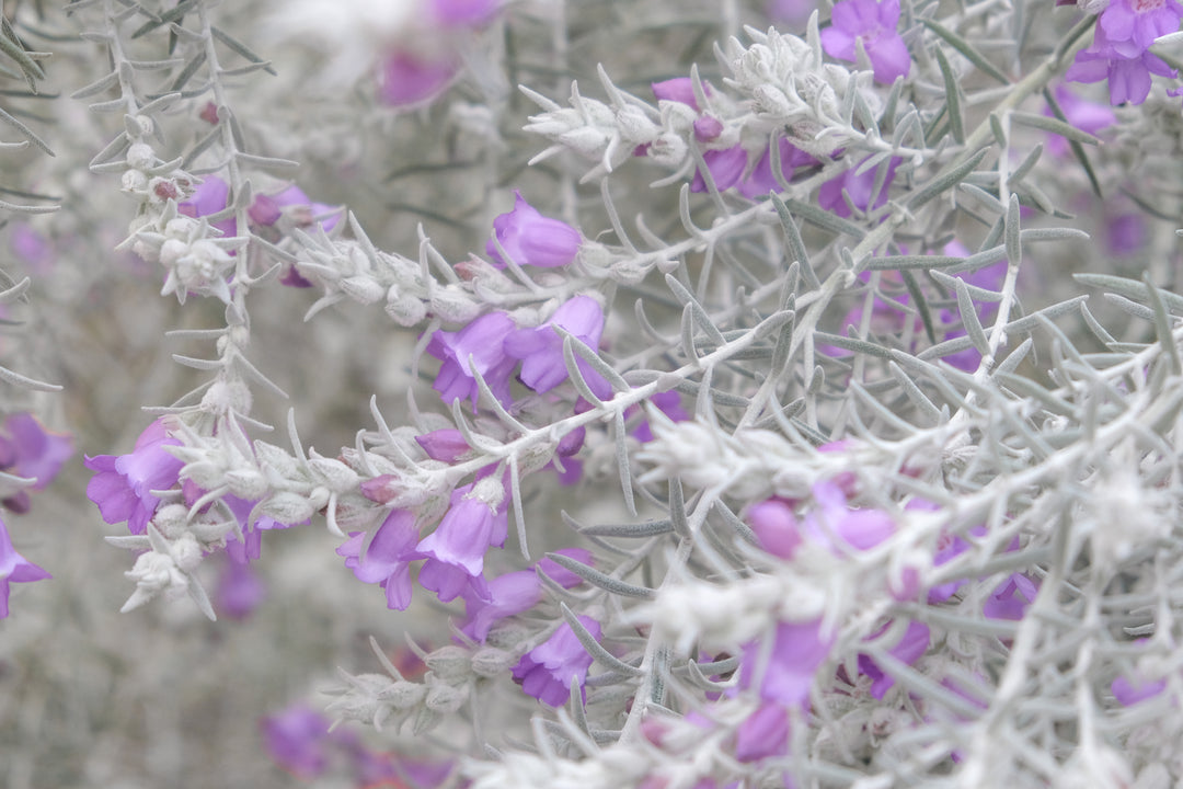 Eremophila Nivea Blue velvet - 5 Gallon