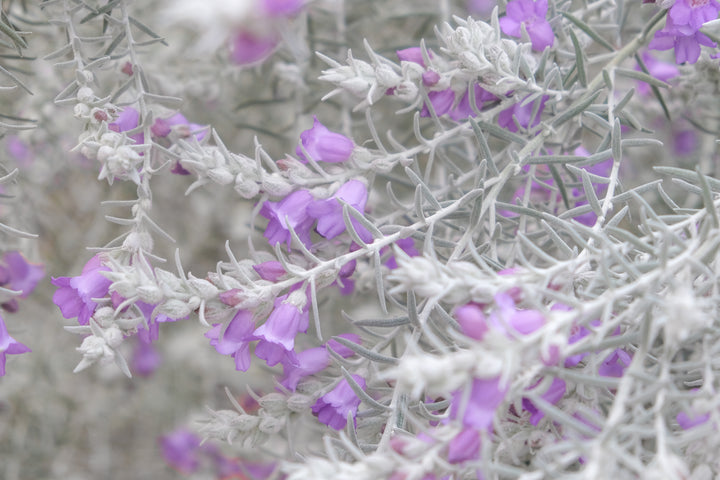 Eremophila Nivea Blue velvet - 5 Gallon