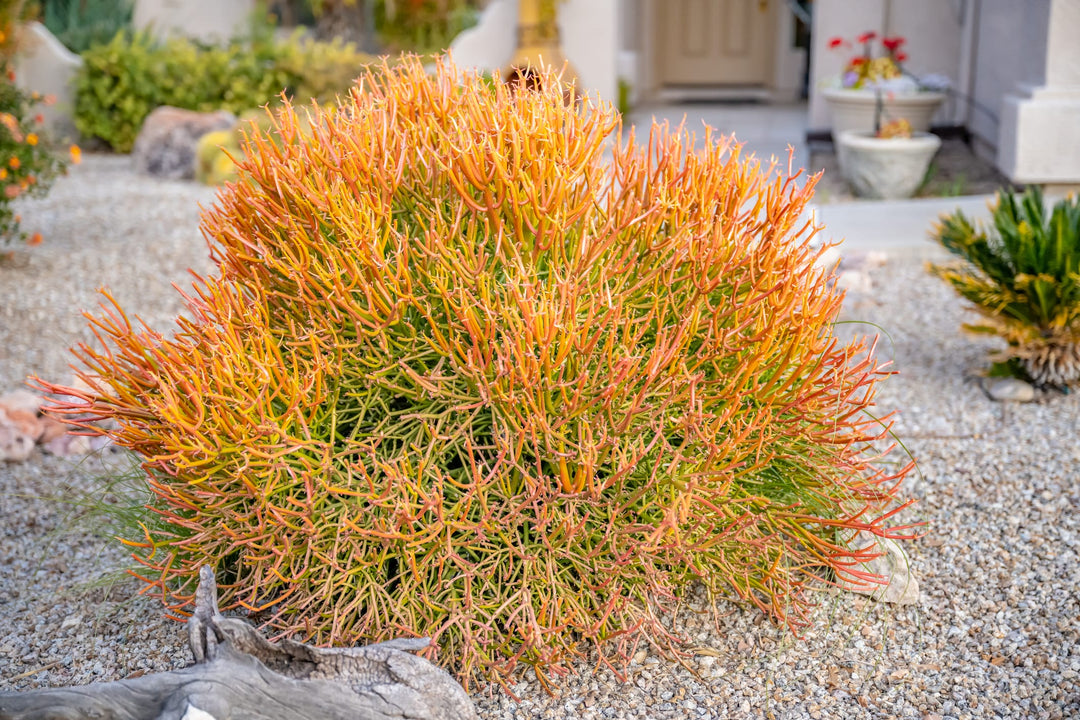 fire sticks pencil cactus euphorbia Firestick Plant Euphorbia Tirucalli Sticks on Fire 5 Gallon Red Orange Stems Desert Succulent