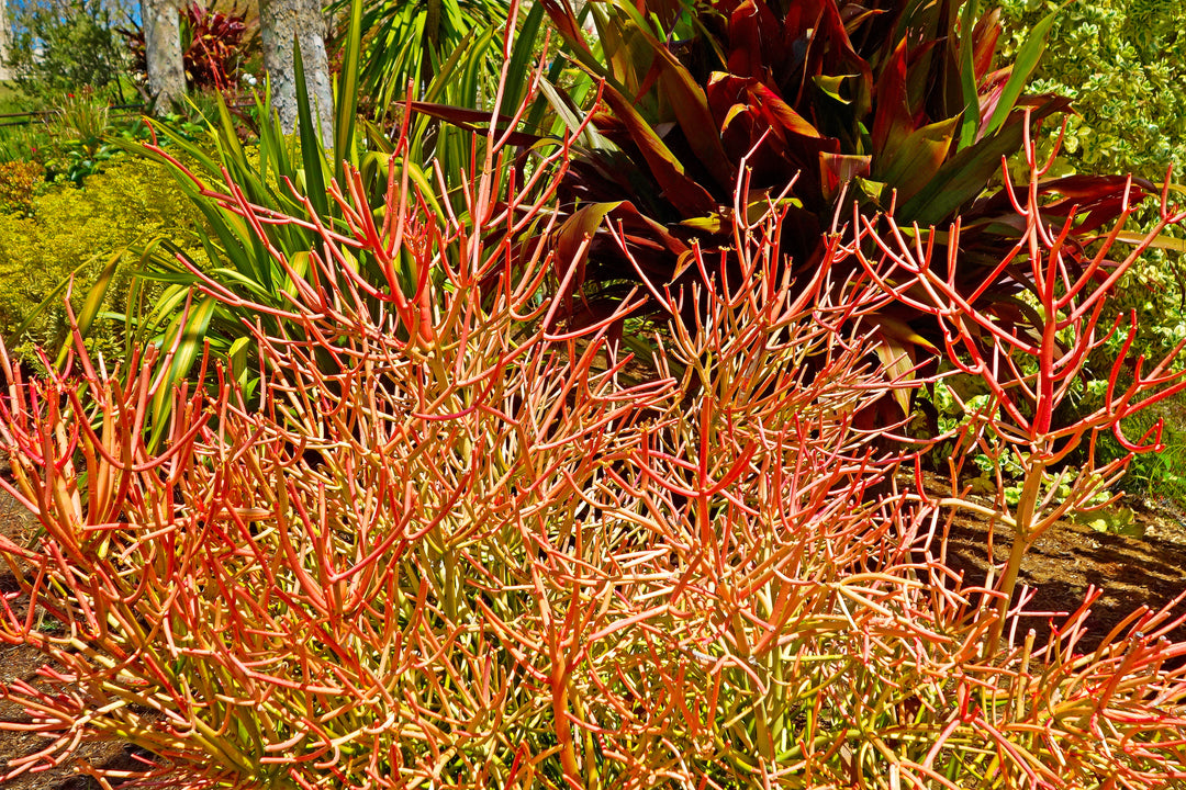 Euphorbia tirucalli Sticks on Fire