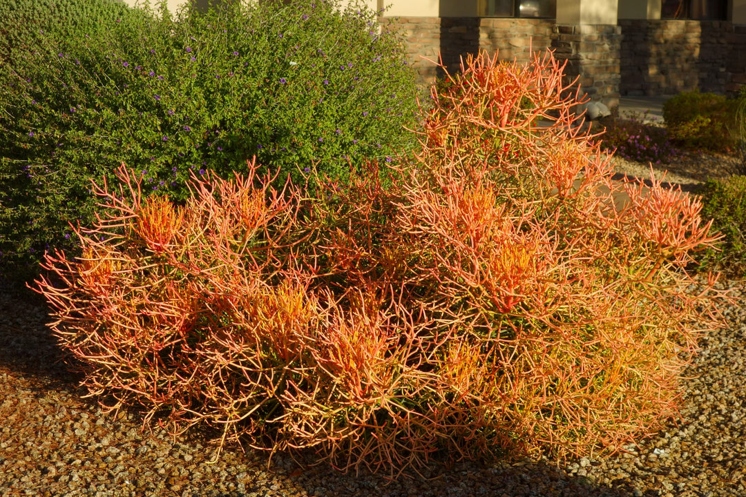 stick on fire succulent Firestick Plant Euphorbia Tirucalli Sticks on Fire 5 Gallon Red Orange Stems Desert Succulent