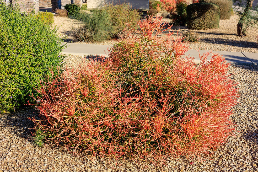 sticks on fire pencil cactus Firestick Plant Euphorbia Tirucalli Sticks on Fire 5 Gallon Red Orange Stems Desert Succulent