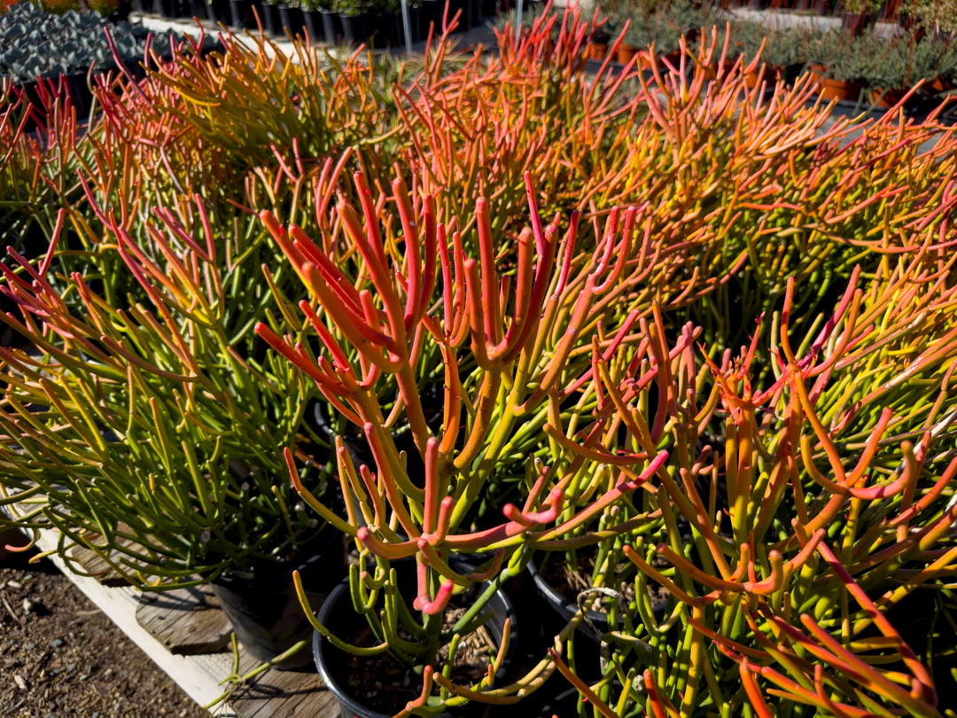 succulent sticks on fire Firestick Plant Euphorbia Tirucalli Sticks on Fire 5 Gallon Red Orange Stems Desert Succulent