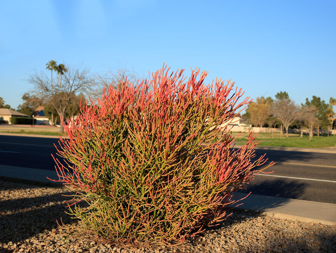 stick on fire succulent Firestick Plant Euphorbia Tirucalli Sticks on Fire 5 Gallon Red Orange Stems Desert Succulent