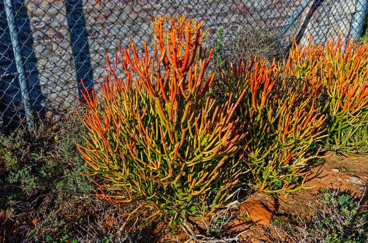 Euphorbia tirucalli Sticks on Fire