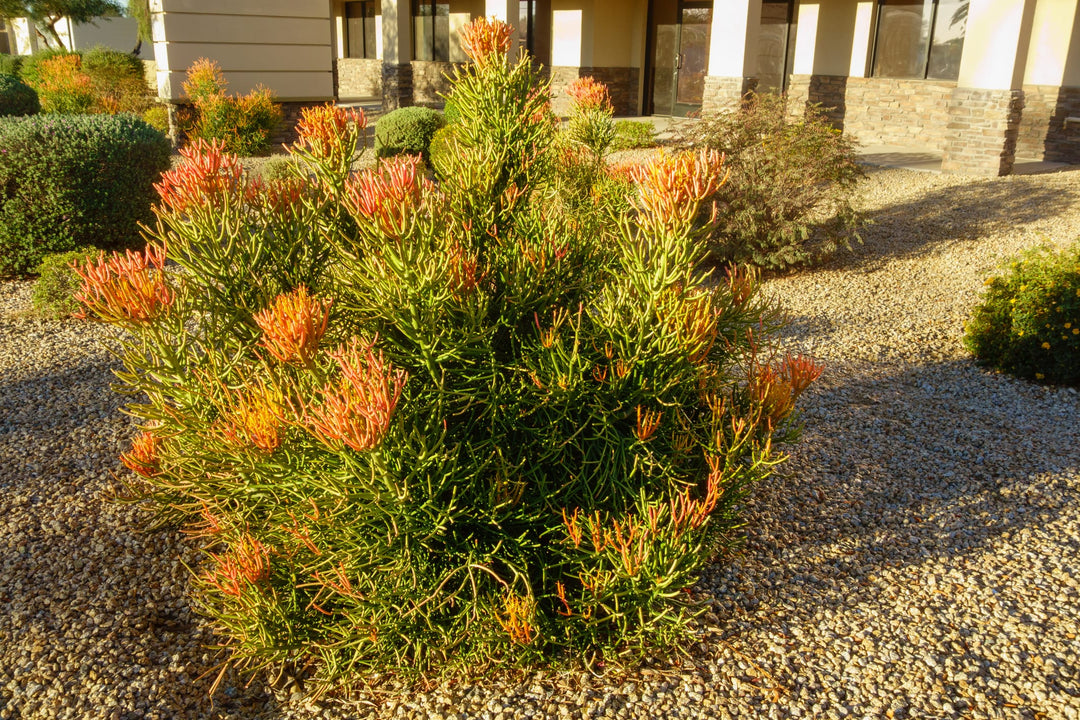 fire sticks succulent Firestick Plant Euphorbia Tirucalli Sticks on Fire 5 Gallon Red Orange Stems Desert Succulent