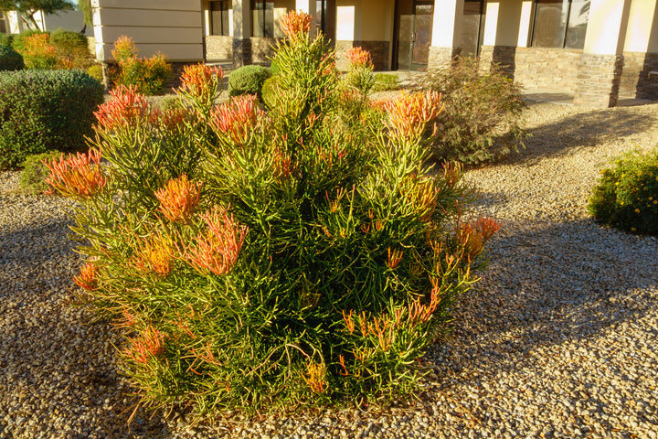 Euphorbia tirucalli Sticks on Fire