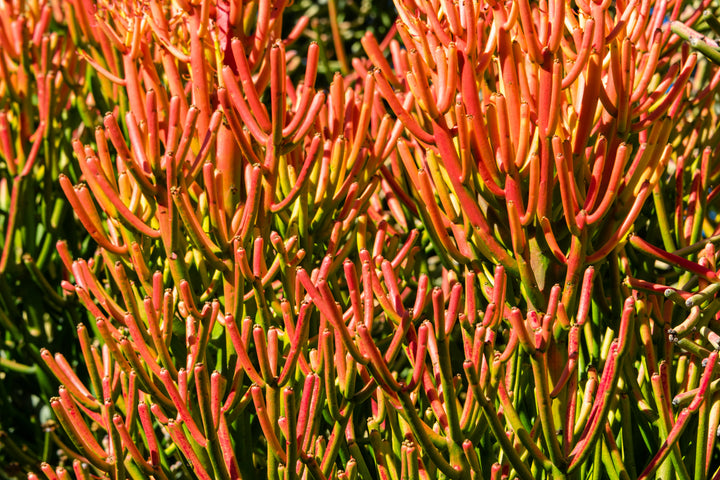 Euphorbia tirucalli Sticks on Fire