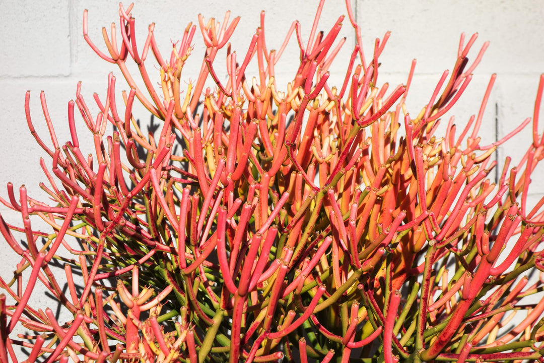 fire coral plant succulent Firestick Plant Euphorbia Tirucalli Sticks on Fire 5 Gallon Red Orange Stems Desert Succulent